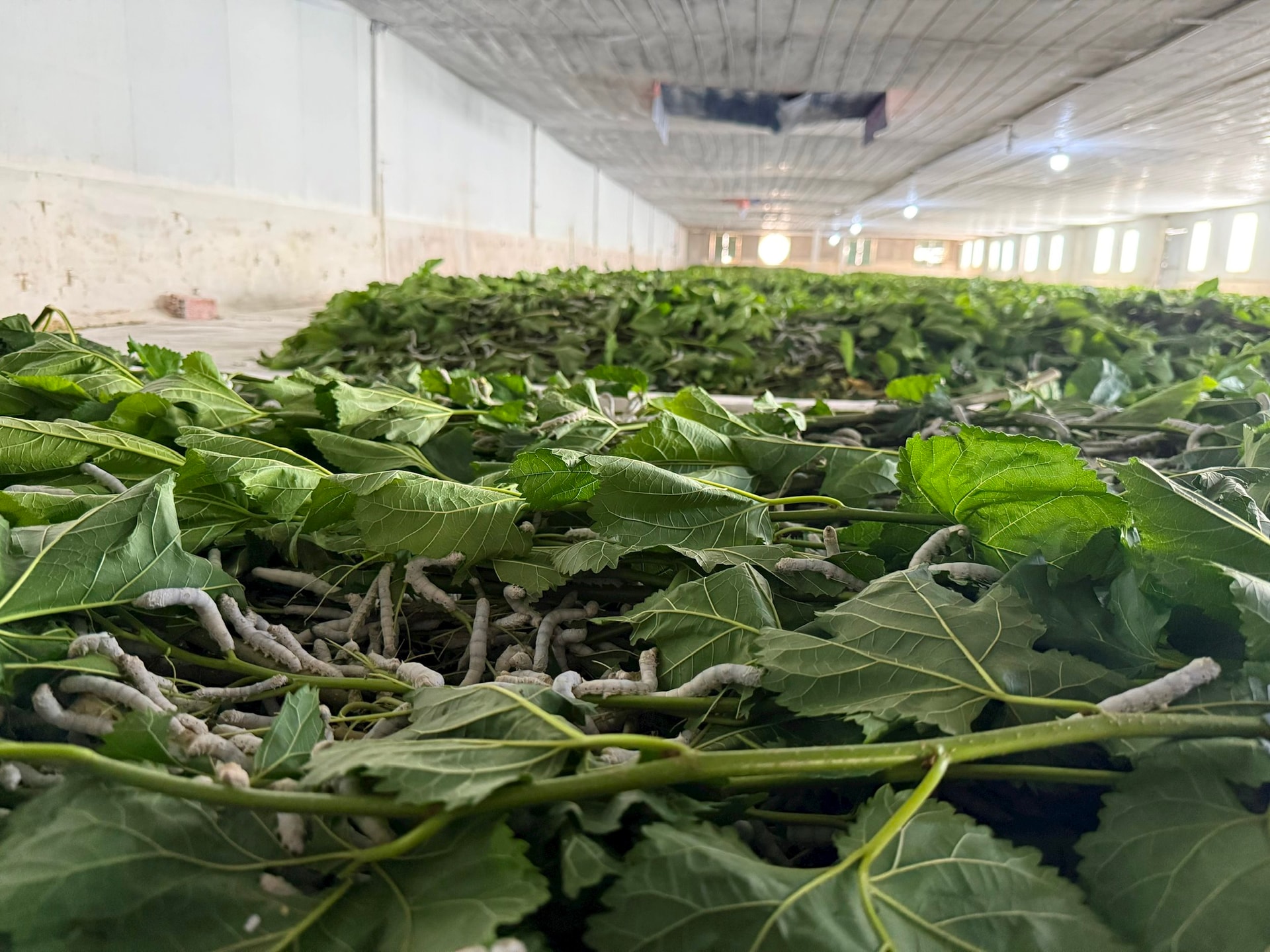 Cận cảnh bầu Đức nuôi tằm ươm tơ: Nương dâu 2.000 ha trên cao nguyên Bolaven và công thức 70 USD ‘ngon hơn tất cả các loại cây’- Ảnh 3.