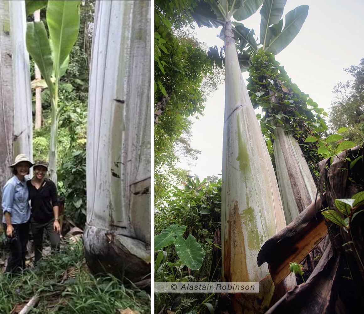 Quả chuối nặng tận 6kg, 4 người mới ăn hết: Nh&igrave;n th&acirc;n c&acirc;y c&ograve;n cho&aacute;ng hơn- Ảnh 2.