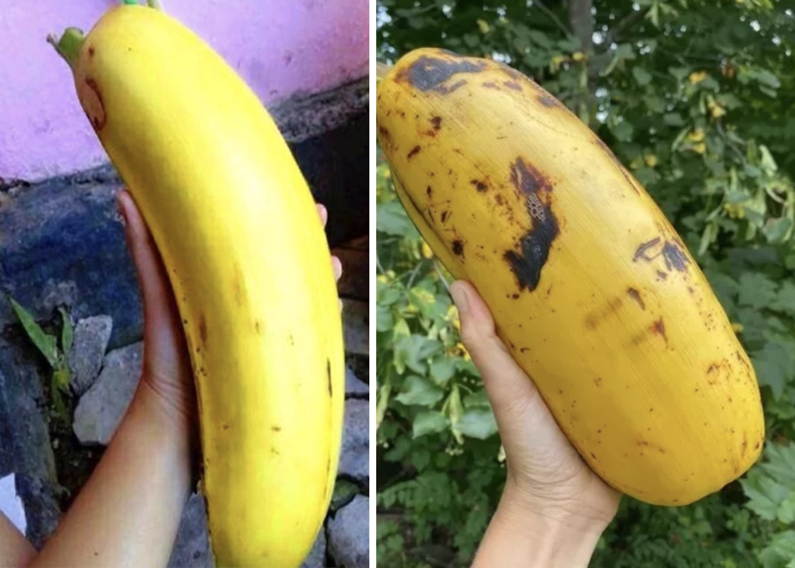 Quả chuối nặng tận 6kg, 4 người mới ăn hết: Nh&igrave;n th&acirc;n c&acirc;y c&ograve;n cho&aacute;ng hơn- Ảnh 3.