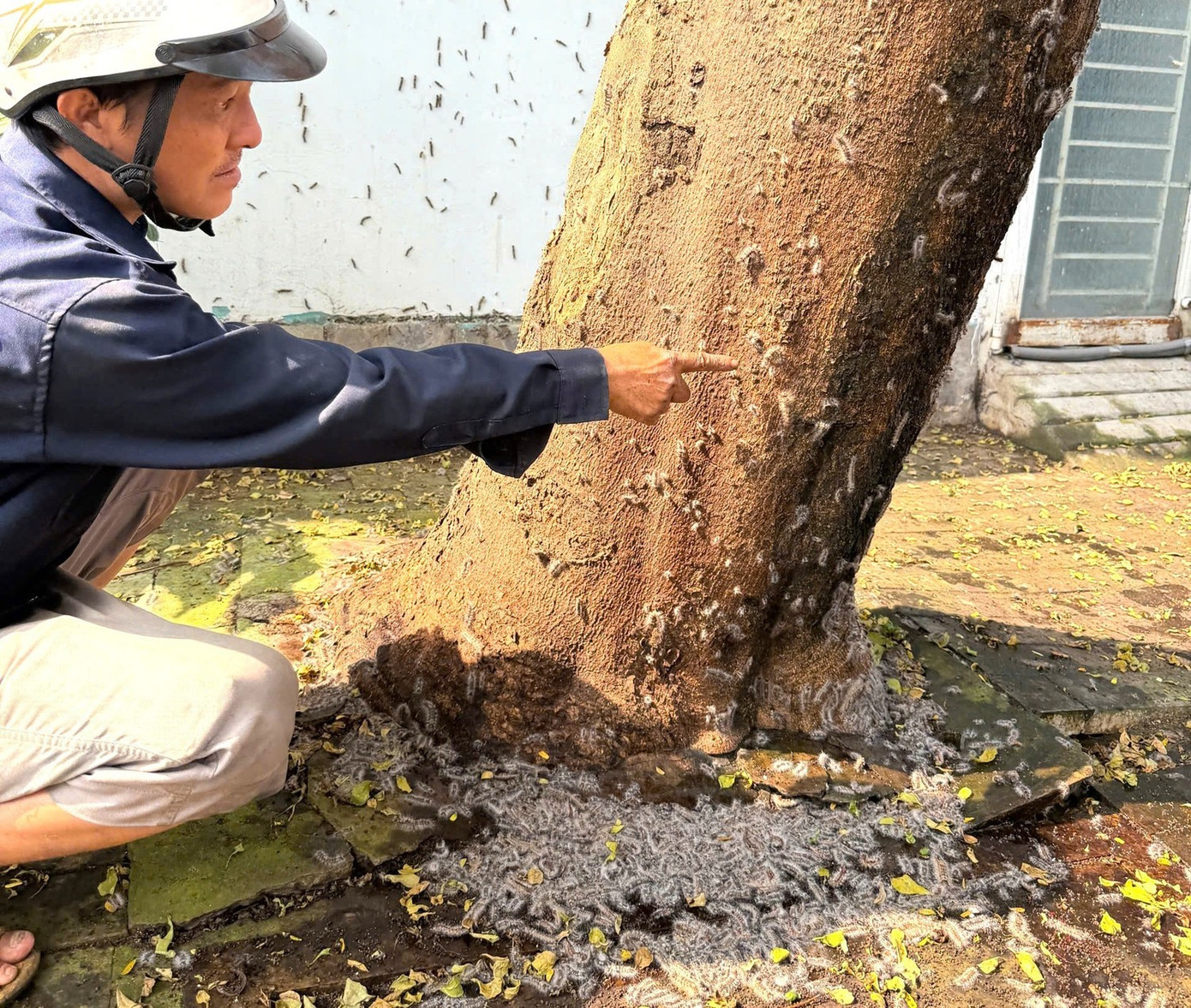 'Bà trùm' thẩm mỹ Mailisa và lùm xùm bán kem trộn; Sâu ‘lạ’ bầy đàn tràn vào nhà dân- Ảnh 2.
