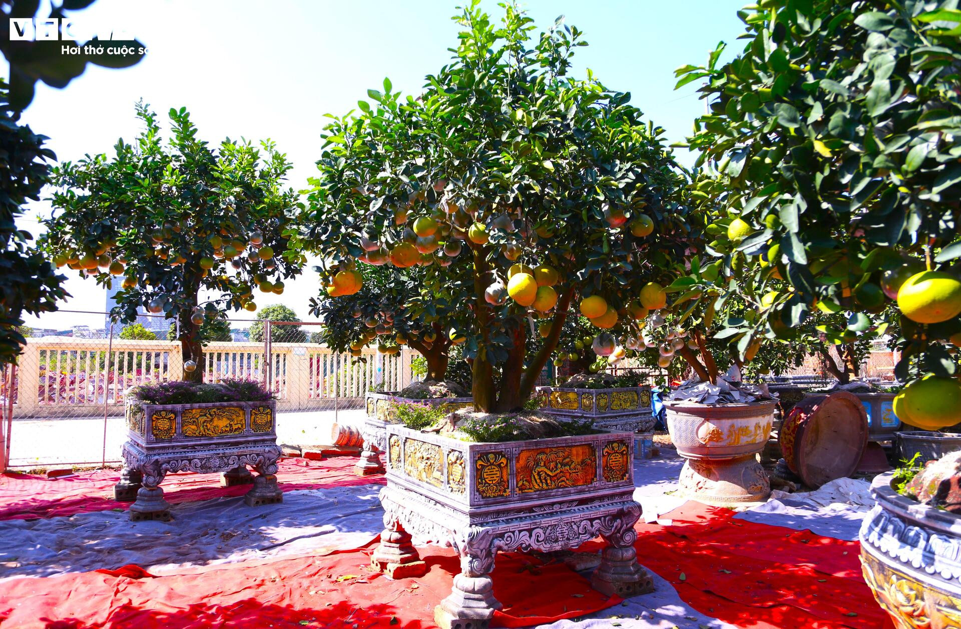 Đón Tết Bính Ngọ, khách sớm xuống tiền đặt cọc quất cảnh vì lo 'cháy hàng'- Ảnh 10.