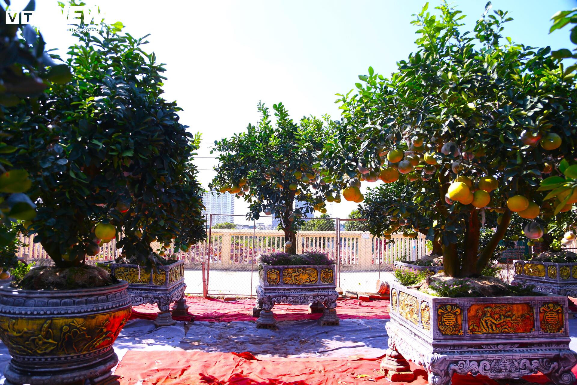 Đón Tết Bính Ngọ, khách sớm xuống tiền đặt cọc quất cảnh vì lo 'cháy hàng'- Ảnh 11.