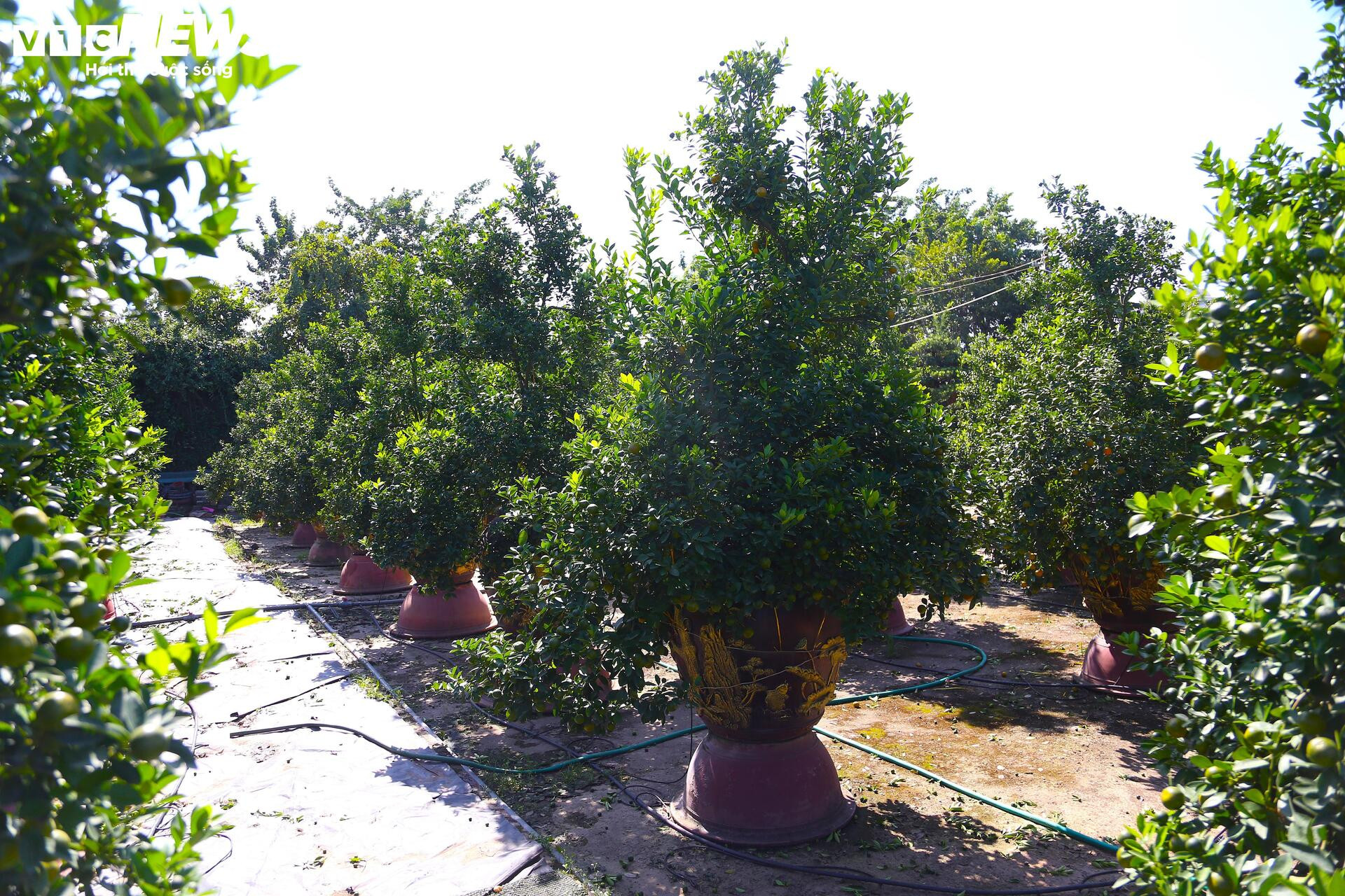 Đón Tết Bính Ngọ, khách sớm xuống tiền đặt cọc quất cảnh vì lo 'cháy hàng'- Ảnh 2.