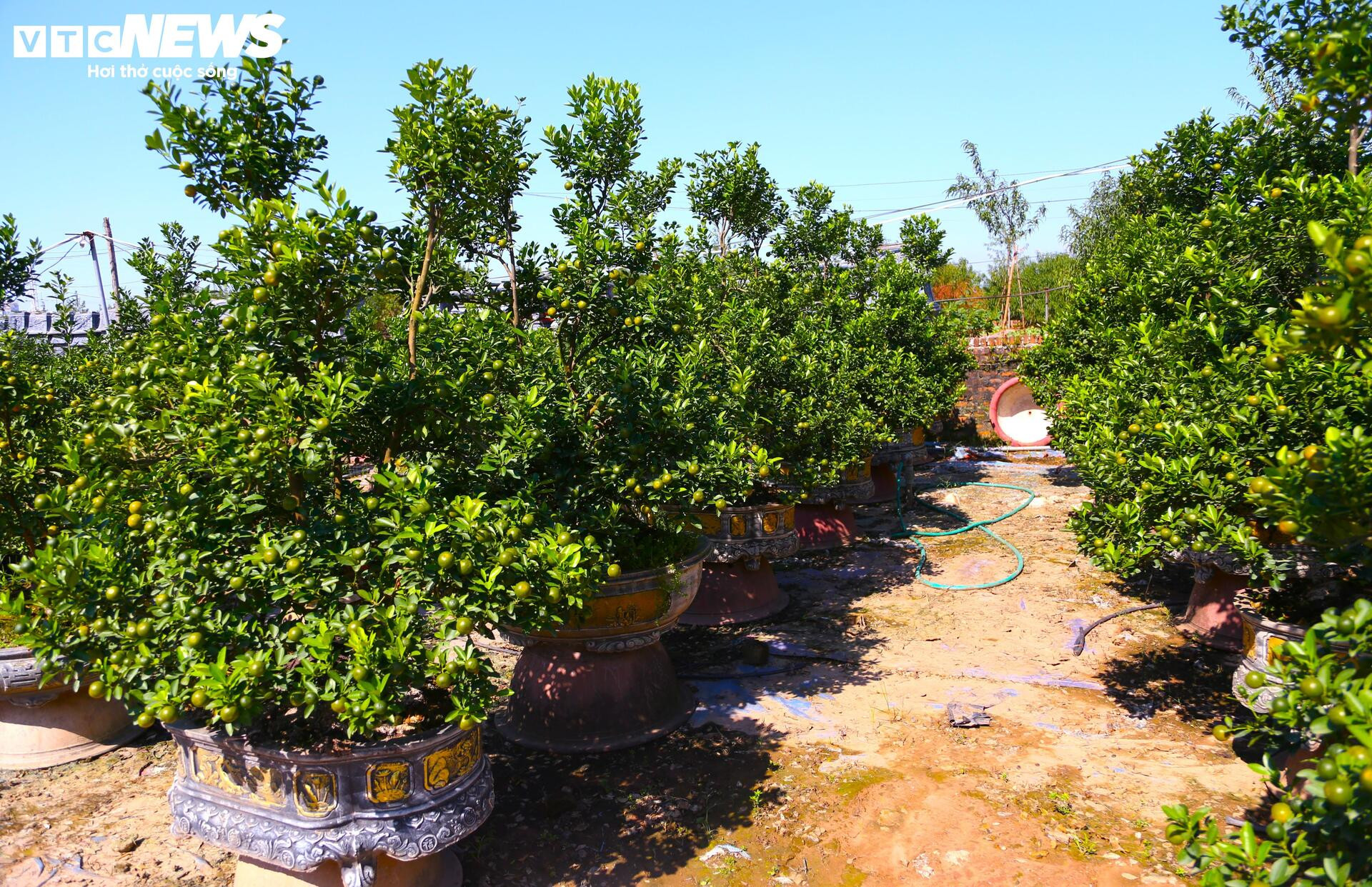 Đón Tết Bính Ngọ, khách sớm xuống tiền đặt cọc quất cảnh vì lo 'cháy hàng'- Ảnh 13.