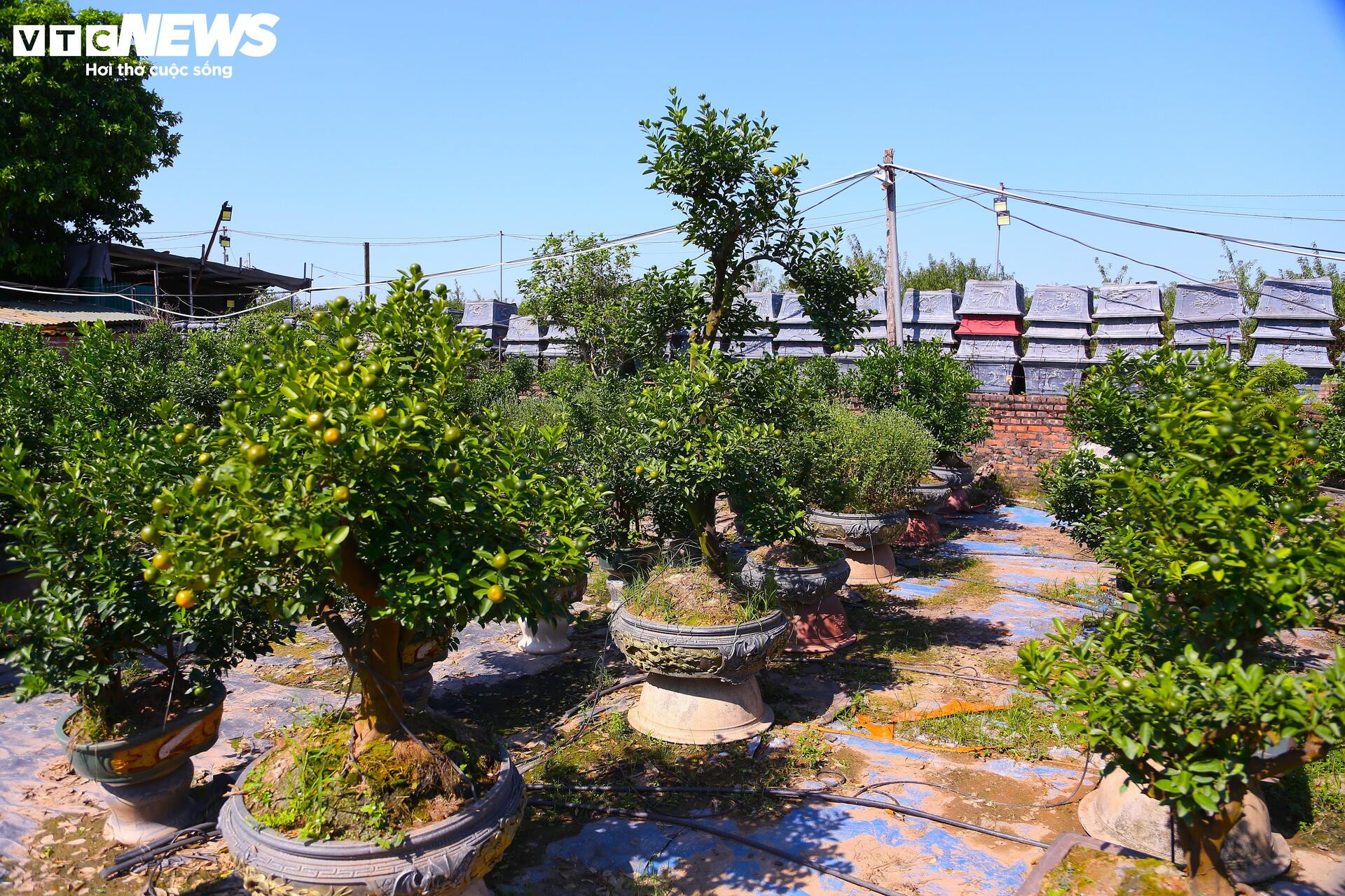 Đón Tết Bính Ngọ, khách sớm xuống tiền đặt cọc quất cảnh vì lo 'cháy hàng'- Ảnh 1.