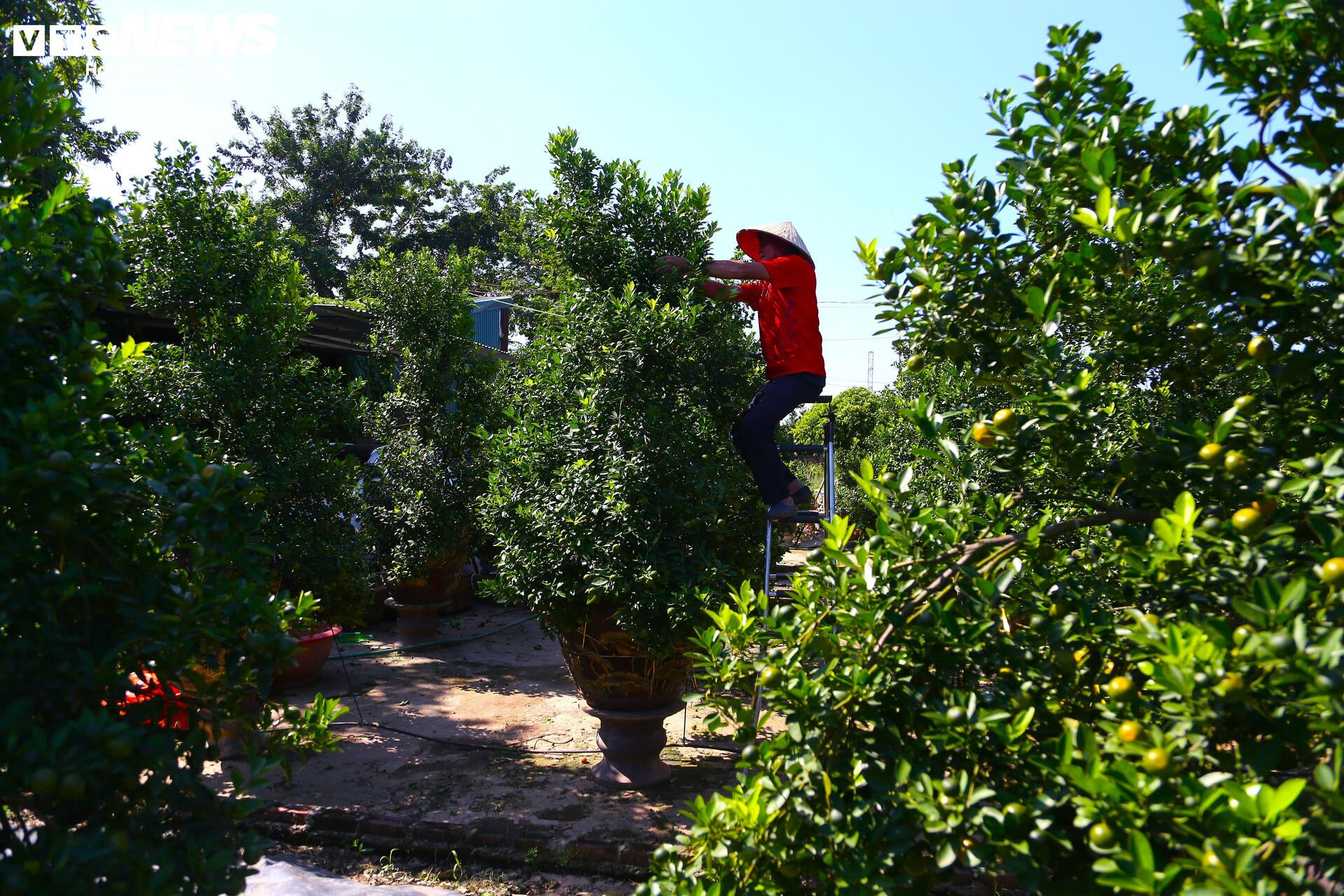 Đón Tết Bính Ngọ, khách sớm xuống tiền đặt cọc quất cảnh vì lo 'cháy hàng'- Ảnh 3.