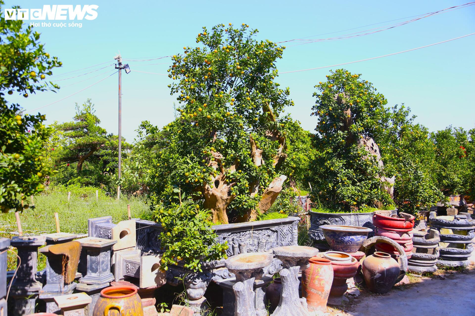 Đón Tết Bính Ngọ, khách sớm xuống tiền đặt cọc quất cảnh vì lo 'cháy hàng'- Ảnh 8.