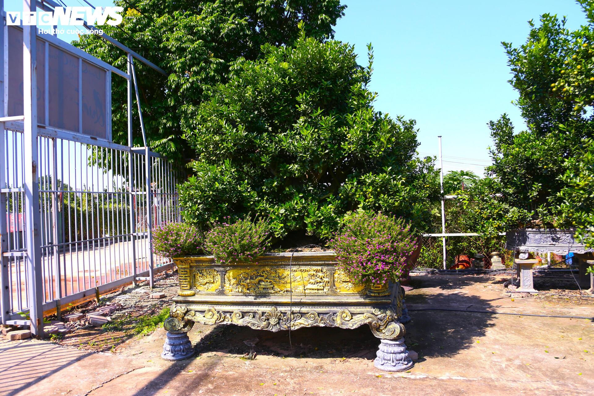 Đón Tết Bính Ngọ, khách sớm xuống tiền đặt cọc quất cảnh vì lo 'cháy hàng'- Ảnh 12.