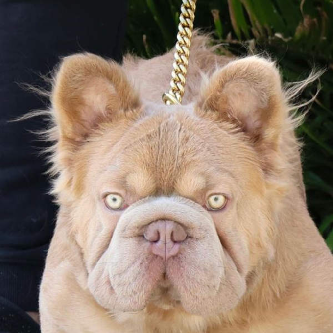 Chú Bulldog đắt nhất thế giới có giá 3 tỷ đồng sở hữu những nét đẹp hiếm có - Ảnh 2.