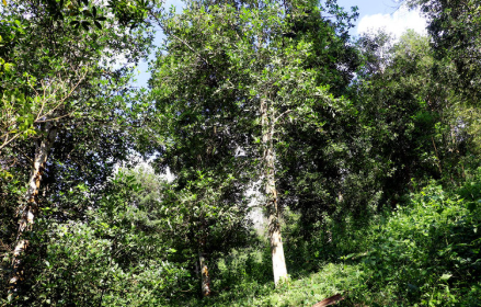 Một loại sản vật thế giới rất hiếm nhưng riêng 1 tỉnh của Việt Nam đã trồng hơn 43.000 ha: Xuất khẩu thu về hơn 47 triệu USD, nước ta cùng Trung Quốc là ‘ông trùm’ toàn cầu- Ảnh 1. Một loại sản vật thế giới rất hiếm nhưng riêng 1 tỉnh của Việt Nam đã trồng hơn 43.000 ha: Xuất khẩu thu về hơn 47 triệu USD, nước ta cùng Trung Quốc là ‘ông trùm’ toàn cầu- Ảnh 1.