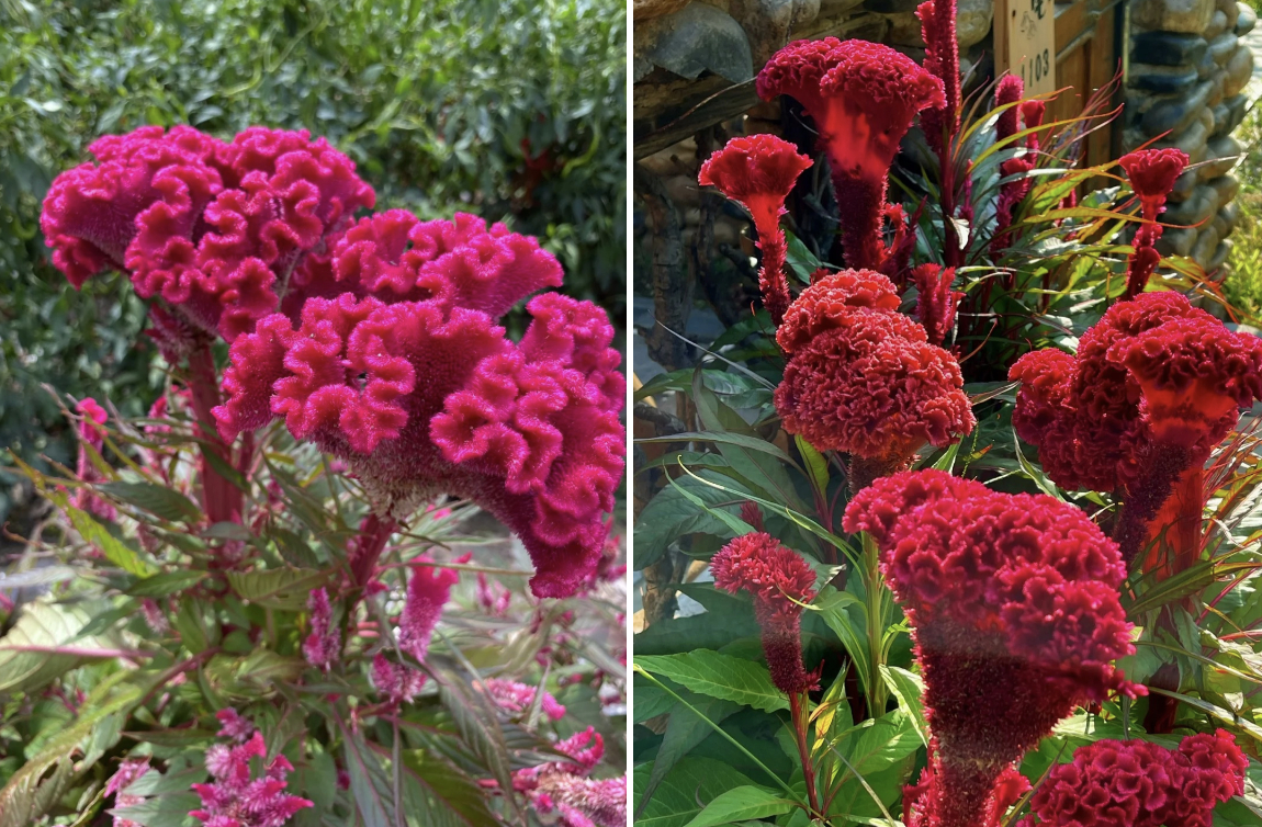 Hoa mào gà: Tưởng quê mùa mà cắm lên lại sang rực rỡ, chơi Tết đẹp mê và hút phú quý vào nhà- Ảnh 2.