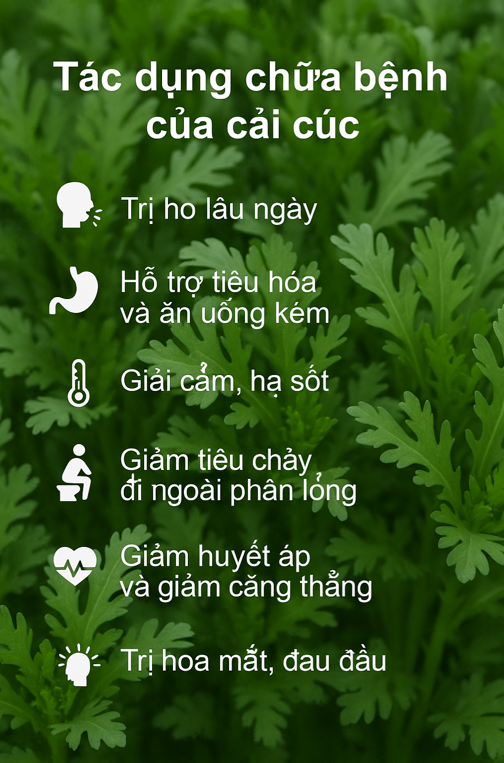 Loại rau người Trung Quốc ví là Loại rau người Trung Quốc ví là