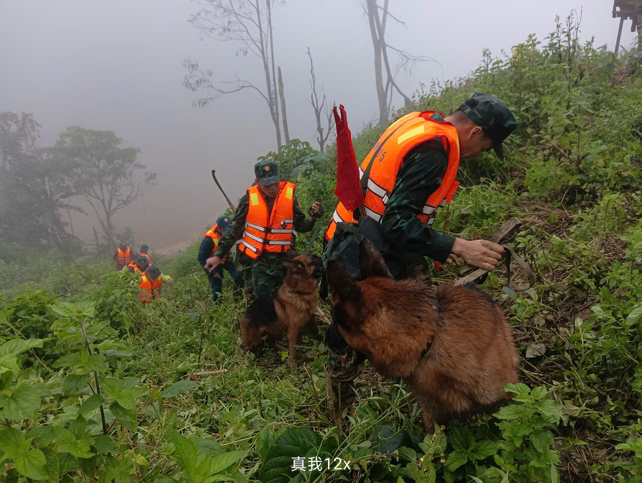 Hình ảnh chó nghiệp vụ tìm kiếm nạn nhân bị lở núi ở Đà Nẵng- Ảnh 7. Hình ảnh chó nghiệp vụ tìm kiếm nạn nhân bị lở núi ở Đà Nẵng- Ảnh 7.