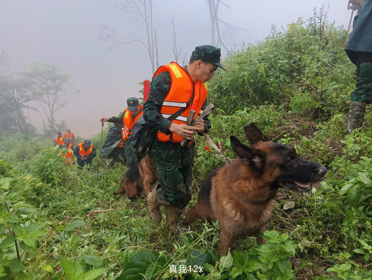 Hình ảnh chó nghiệp vụ tìm kiếm nạn nhân bị lở núi ở Đà Nẵng- Ảnh 6. Hình ảnh chó nghiệp vụ tìm kiếm nạn nhân bị lở núi ở Đà Nẵng- Ảnh 6.