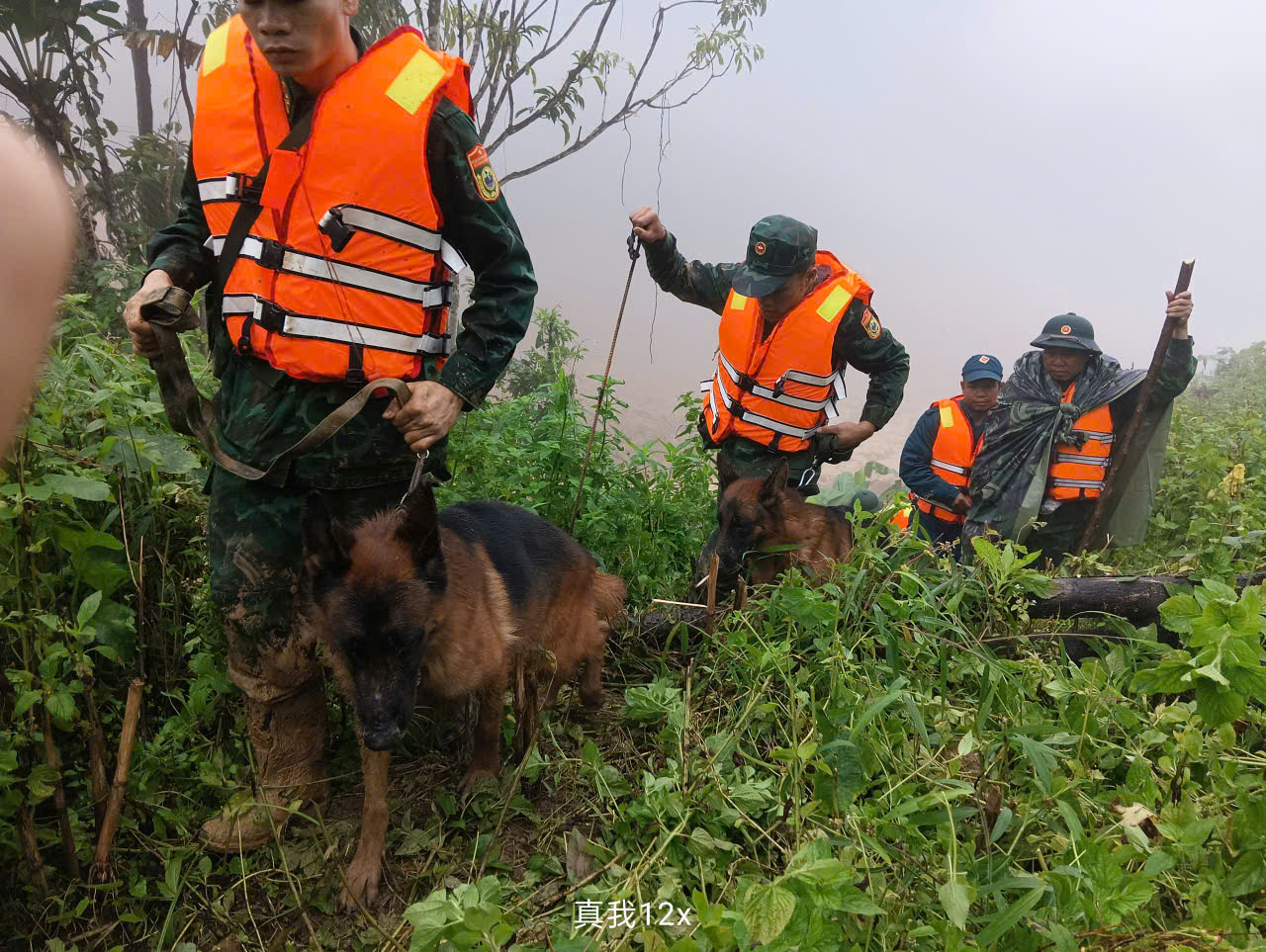 Hình ảnh chó nghiệp vụ tìm kiếm nạn nhân bị lở núi ở Đà Nẵng- Ảnh 10. Hình ảnh chó nghiệp vụ tìm kiếm nạn nhân bị lở núi ở Đà Nẵng- Ảnh 10.
