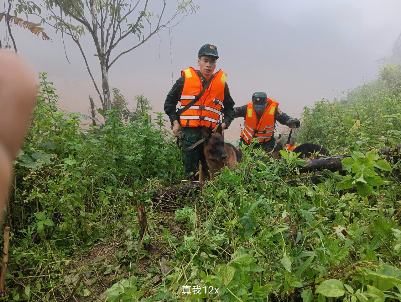 Hình ảnh chó nghiệp vụ tìm kiếm nạn nhân bị lở núi ở Đà Nẵng- Ảnh 9. Hình ảnh chó nghiệp vụ tìm kiếm nạn nhân bị lở núi ở Đà Nẵng- Ảnh 9.