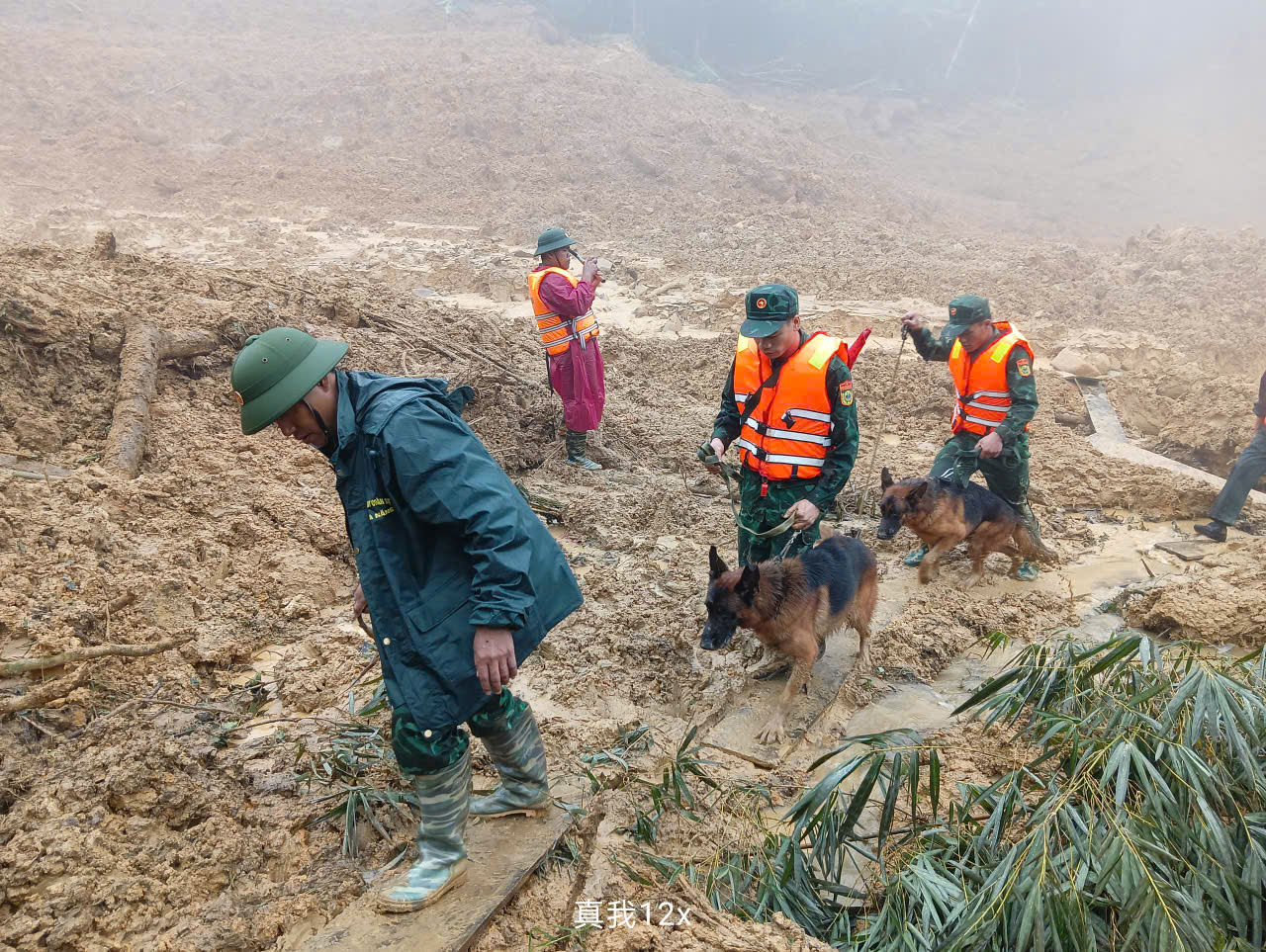 Hình ảnh chó nghiệp vụ tìm kiếm nạn nhân bị lở núi ở Đà Nẵng- Ảnh 14. Hình ảnh chó nghiệp vụ tìm kiếm nạn nhân bị lở núi ở Đà Nẵng- Ảnh 14.