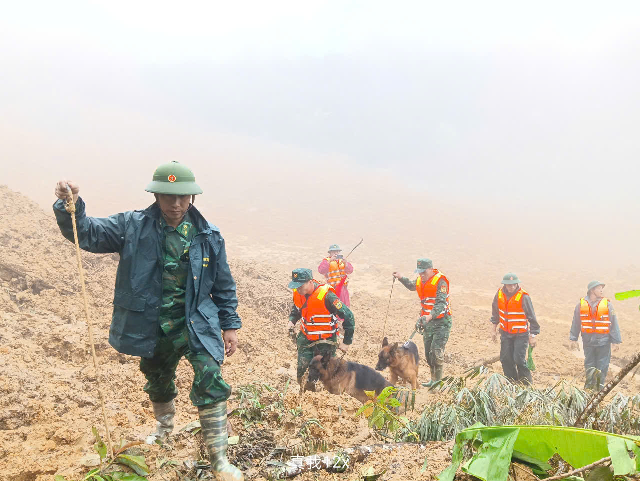 Hình ảnh chó nghiệp vụ tìm kiếm nạn nhân bị lở núi ở Đà Nẵng- Ảnh 11. Hình ảnh chó nghiệp vụ tìm kiếm nạn nhân bị lở núi ở Đà Nẵng- Ảnh 11.