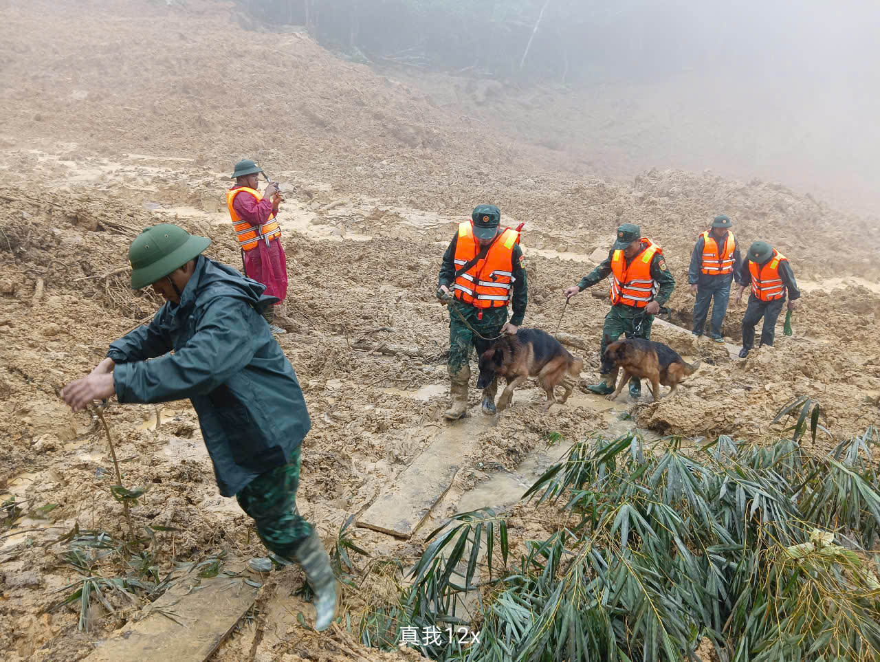 Hình ảnh chó nghiệp vụ tìm kiếm nạn nhân bị lở núi ở Đà Nẵng- Ảnh 13. Hình ảnh chó nghiệp vụ tìm kiếm nạn nhân bị lở núi ở Đà Nẵng- Ảnh 13.