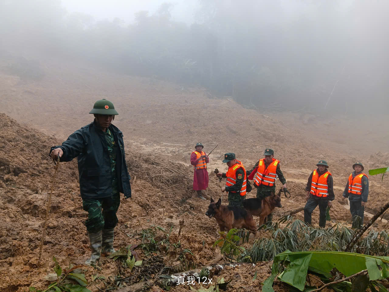 Hình ảnh chó nghiệp vụ tìm kiếm nạn nhân bị lở núi ở Đà Nẵng- Ảnh 12. Hình ảnh chó nghiệp vụ tìm kiếm nạn nhân bị lở núi ở Đà Nẵng- Ảnh 12.