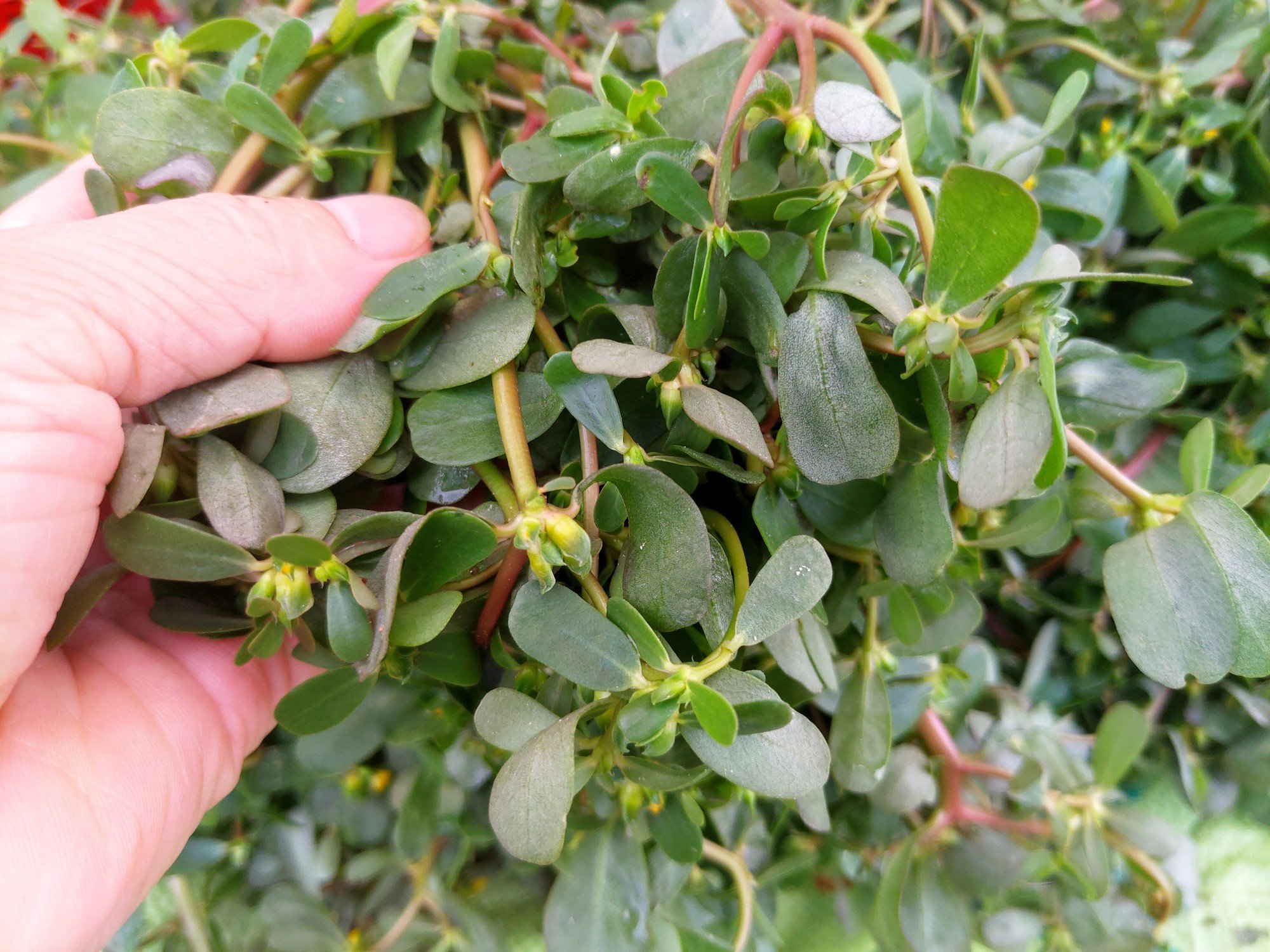 Loại rau người Trung Quốc coi l&agrave; "rau trường thọ": Mọc đầy Việt Nam nhưng hay bị nhổ bỏ- Ảnh 1.