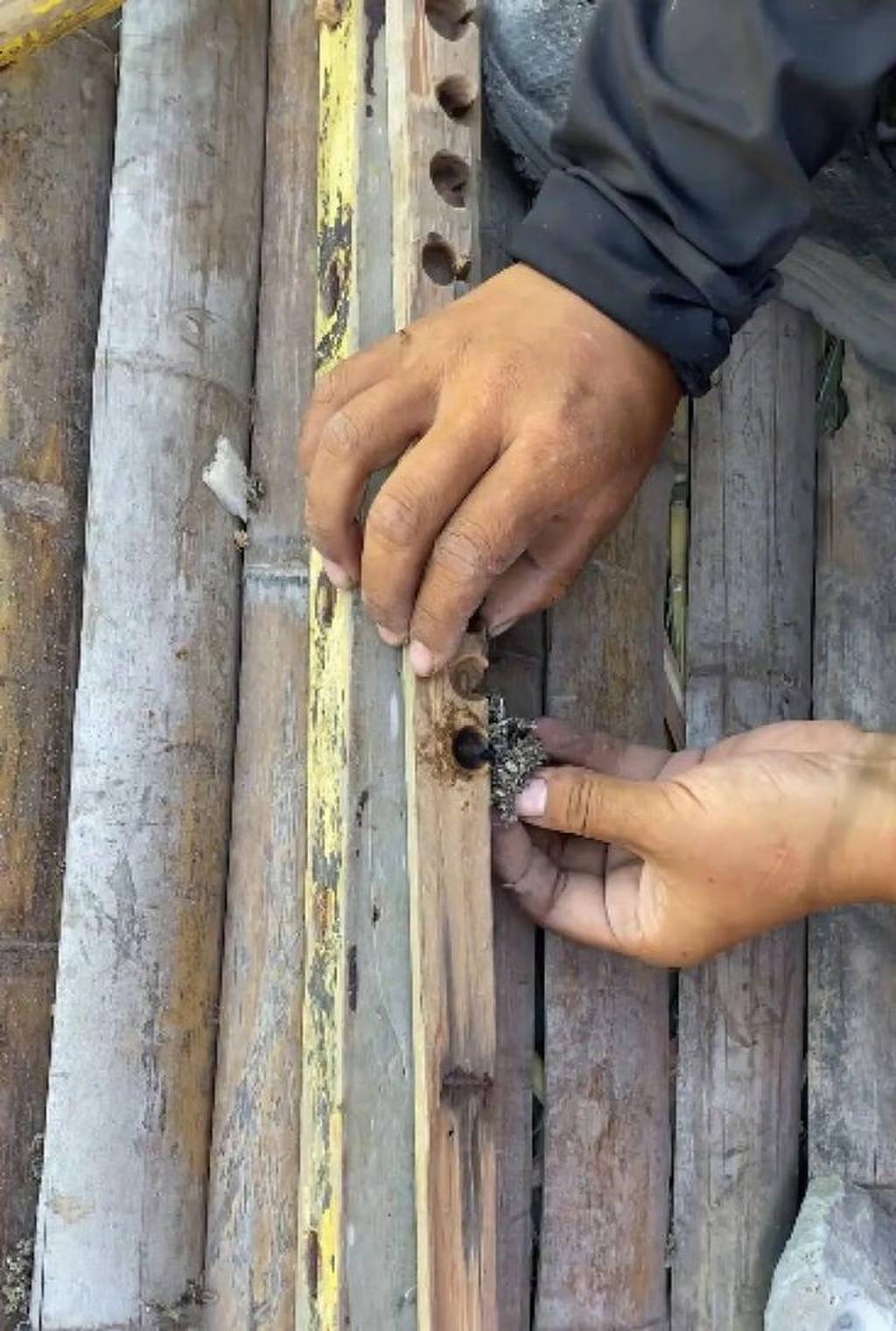 Cô gái 25 tuổi ăn 50 con chuột, giảm 14kg trong 35 ngày- Ảnh 2.