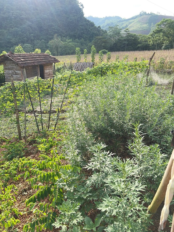 Cặp vợ chồng chi 3 tỷ x&acirc;y nh&agrave; như cổ t&iacute;ch tr&ecirc;n v&ugrave;ng n&uacute;i Tuy&ecirc;n Quang: View triệu đ&ocirc;, 0 đồng rau củ- Ảnh 17.