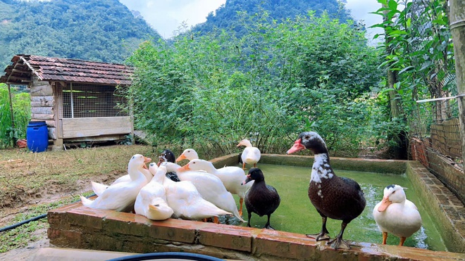 Cặp vợ chồng chi 3 tỷ x&acirc;y nh&agrave; như cổ t&iacute;ch tr&ecirc;n v&ugrave;ng n&uacute;i Tuy&ecirc;n Quang: View triệu đ&ocirc;, 0 đồng rau củ- Ảnh 15.