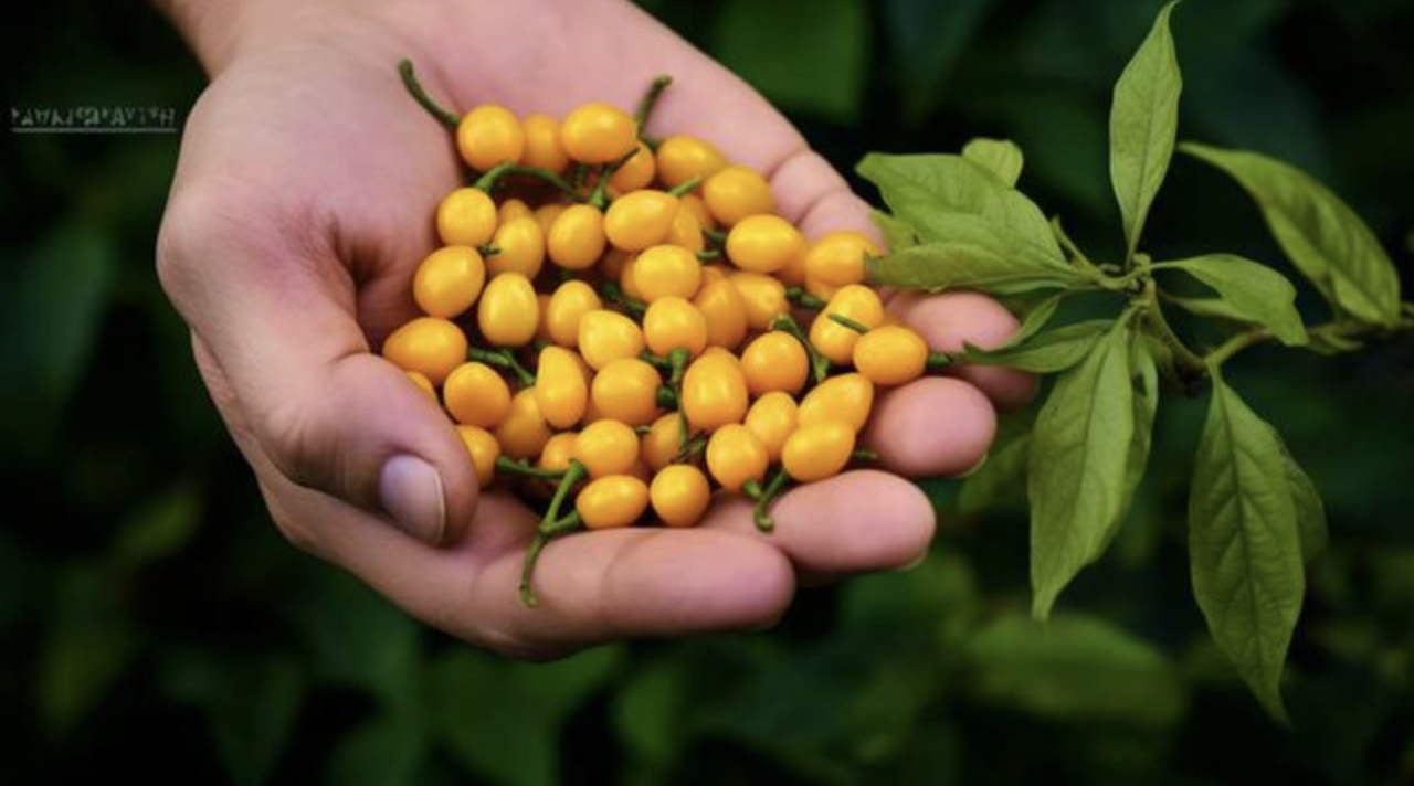 Việt Nam trồng được loại gia vị đắt nhất hành tinh, lên tới hơn 900 triệu/kg- Ảnh 3.