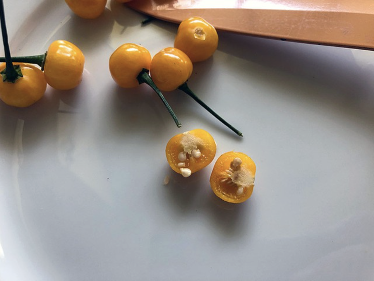 Việt Nam trồng được loại gia vị đắt nhất hành tinh, lên tới hơn 900 triệu/kg- Ảnh 2.