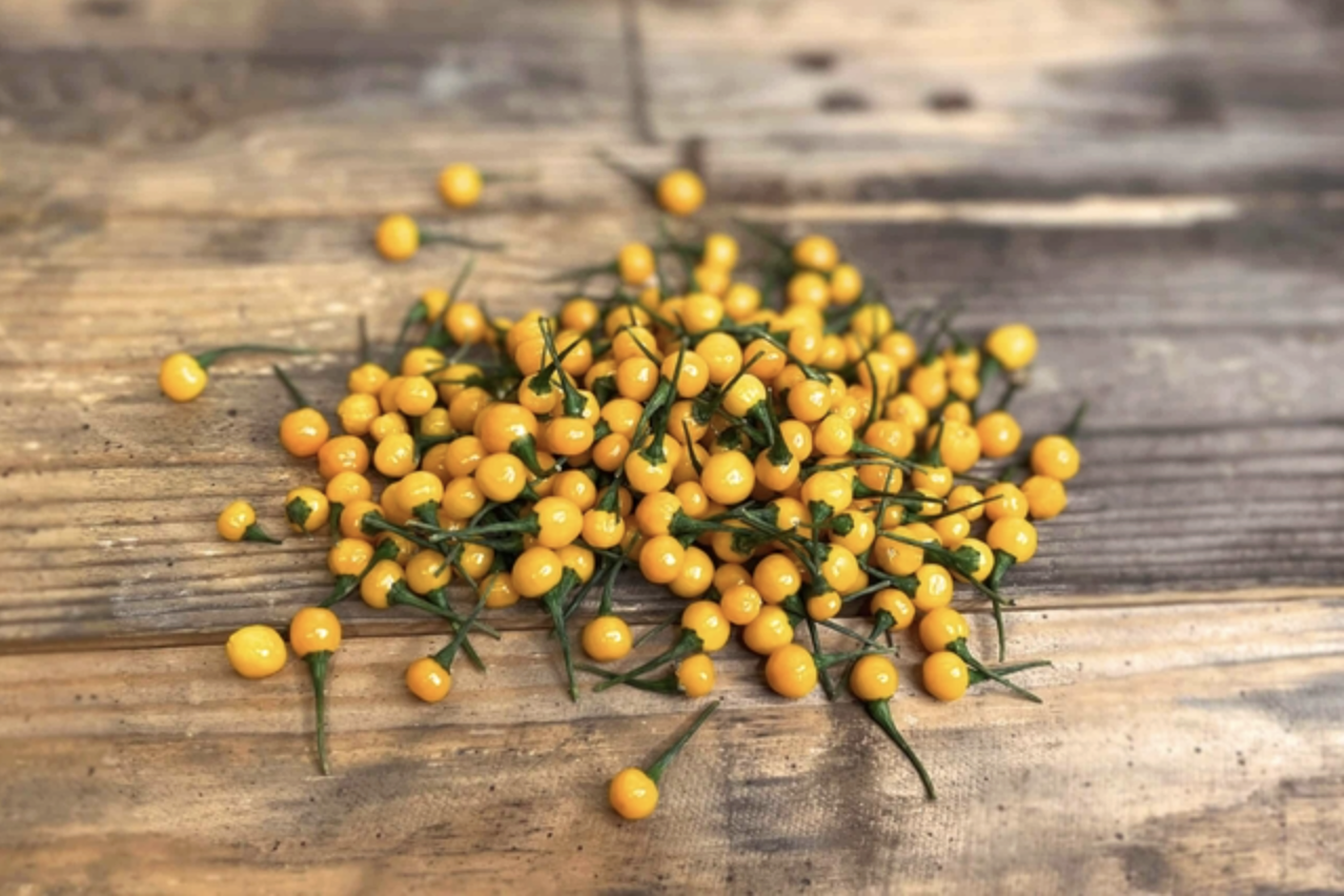 Việt Nam trồng được loại gia vị đắt nhất hành tinh, lên tới hơn 900 triệu/kg- Ảnh 1.