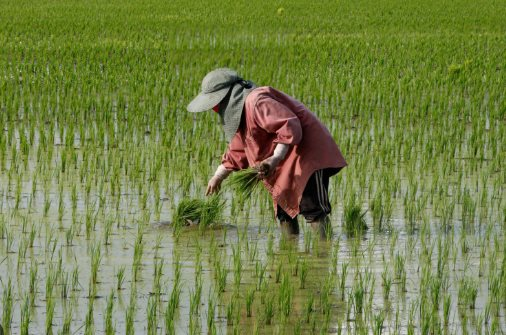 Cuộc khủng hoảng mới của gạo Thái Lan: Giá xuất khẩu thấp nhất 15 năm, chuyên gia cảnh báo đang tụt hậu so với Việt Nam điều quan trọng này- Ảnh 1.