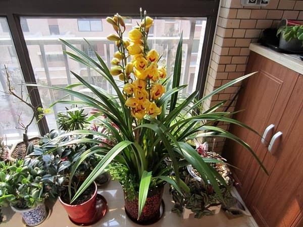 Trong nhà trồng 3 loại cây này tài lộc kéo vào như nước, người giàu cực thích, mang lại may mắn cho gia chủ- Ảnh 2. Trong nhà trồng 3 loại cây này tài lộc kéo vào như nước, người giàu cực thích, mang lại may mắn cho gia chủ- Ảnh 2.