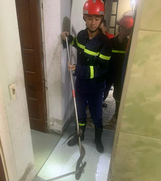 Nhà ở thành phố rắn vào bằng cách nào? Cách xử lý ngay nhiều người vẫn chưa biết- Ảnh 4.