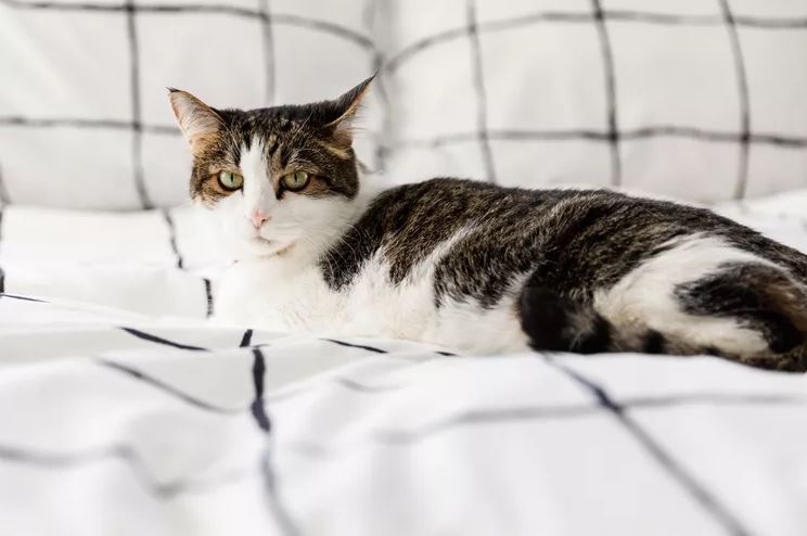 6 cách đuổi chuột tự nhiên tốt nhất, không cần đến hóa chất- Ảnh 6.