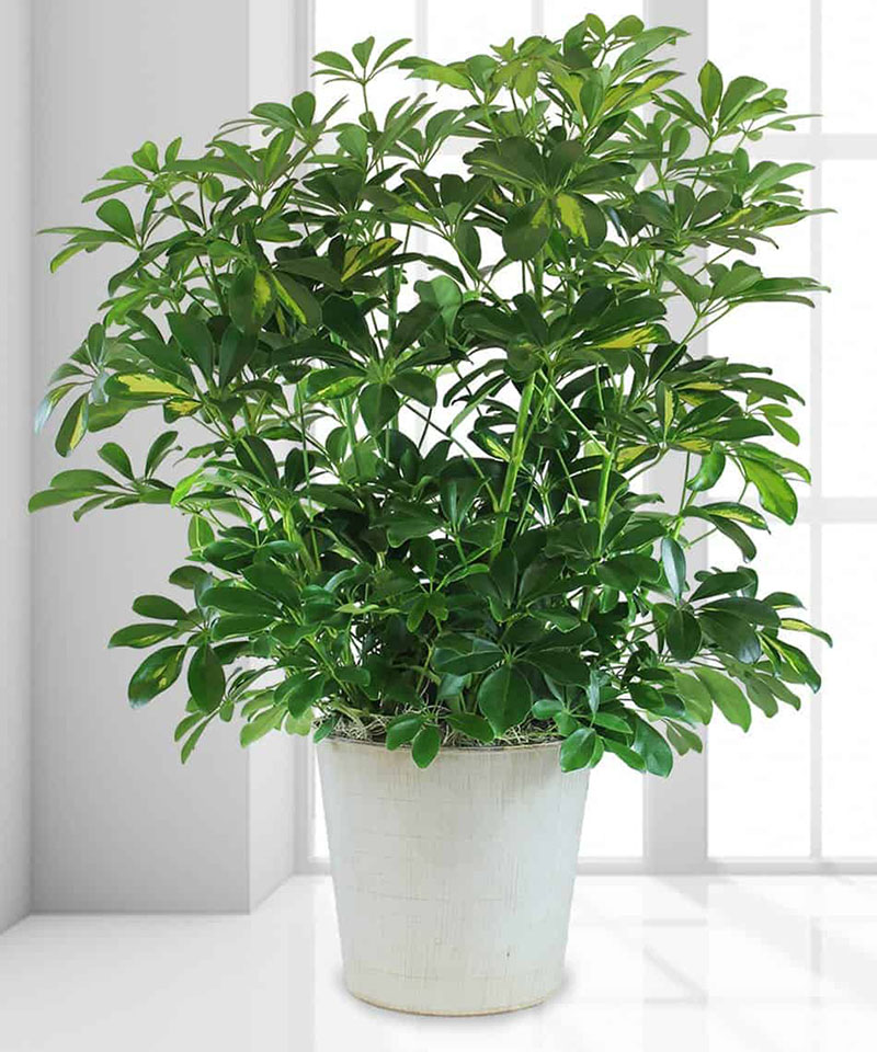 Trong nhà trồng 3 loại cây này tài lộc kéo vào như nước, người giàu cực thích, mang lại may mắn cho gia chủ- Ảnh 3. Trong nhà trồng 3 loại cây này tài lộc kéo vào như nước, người giàu cực thích, mang lại may mắn cho gia chủ- Ảnh 3.