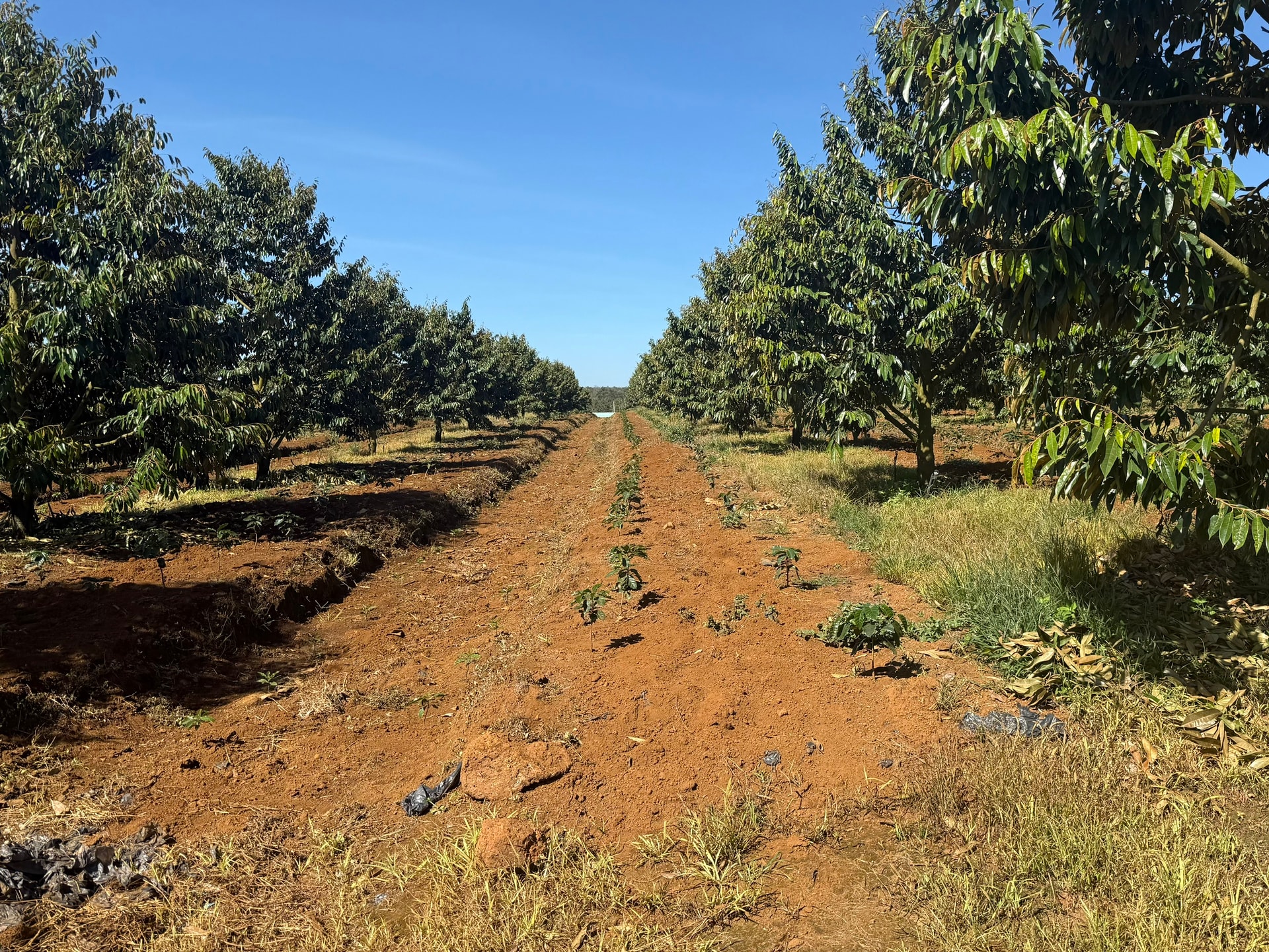 Xuất khẩu sầu riêng Việt từng sụt 69,4% vì rào cản Cadimi, Bầu Đức lộ 'át chủ bài': 1.600 ha ở Lào và kho lạnh 20.000 m² làm sầu riêng cấp đông chờ bán trái vụ giá cao hơn 50%- Ảnh 1.