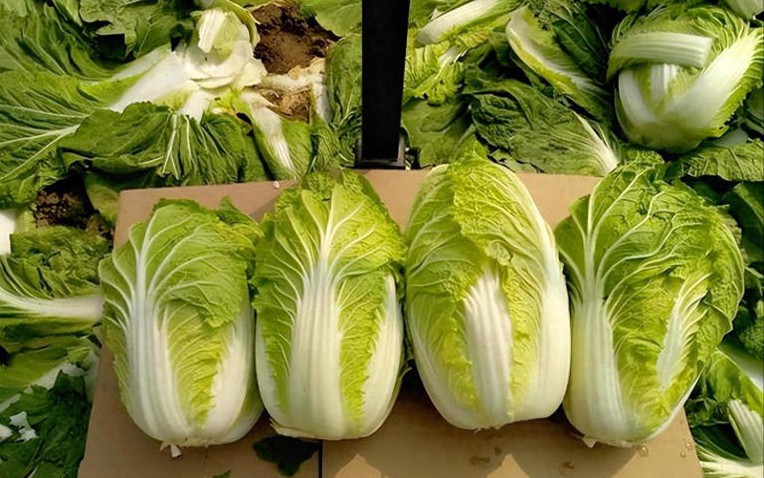 Giữa thời buổi "rau đắt hơn thịt", mua cải thảo đừng chỉ nhìn kích thước, hãy chú ý 3 điểm này- Ảnh 1.