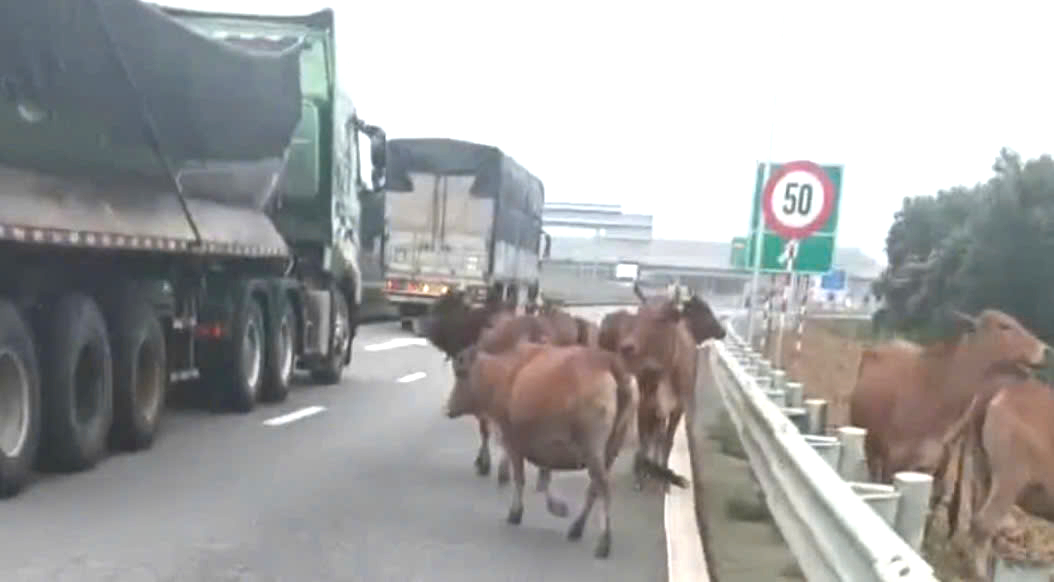 Hình ảnh khiến nhiều người giật mình trên đường cao tốc Vạn Ninh - Cam Lộ- Ảnh 1. Hình ảnh khiến nhiều người giật mình trên đường cao tốc Vạn Ninh - Cam Lộ- Ảnh 1.