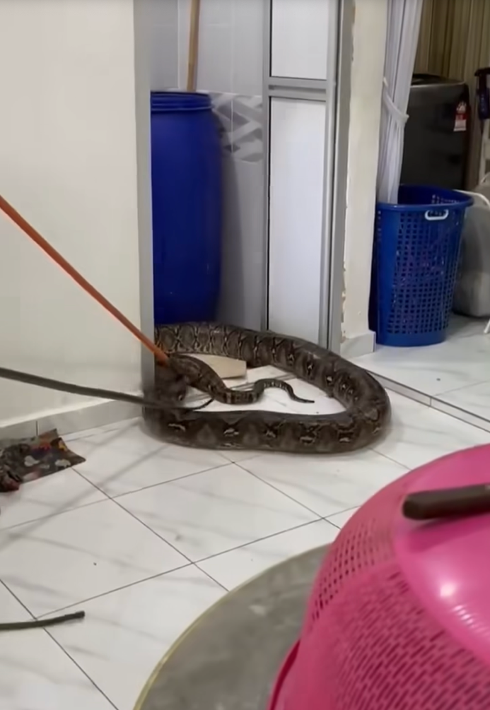 Trăn khổng lồ chọc thủng trần nhà vệ sinh, gây kinh hãi ở Malaysia- Ảnh 2.