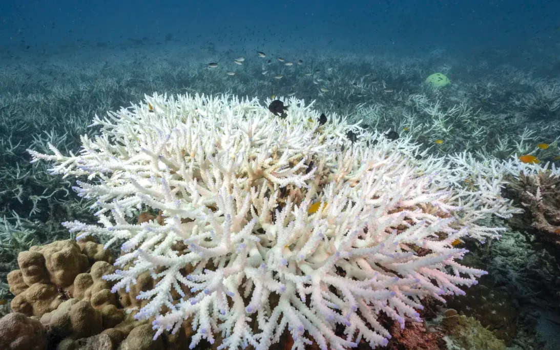 Các rạn san hô bị tẩy trắng đồng loạt 