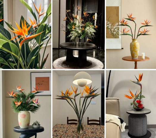 Hoa thiên điểu “đổ bộ” phòng khách ngày Tết: Nhìn là thấy giàu, cắm một lần là nghiện- Ảnh 6.