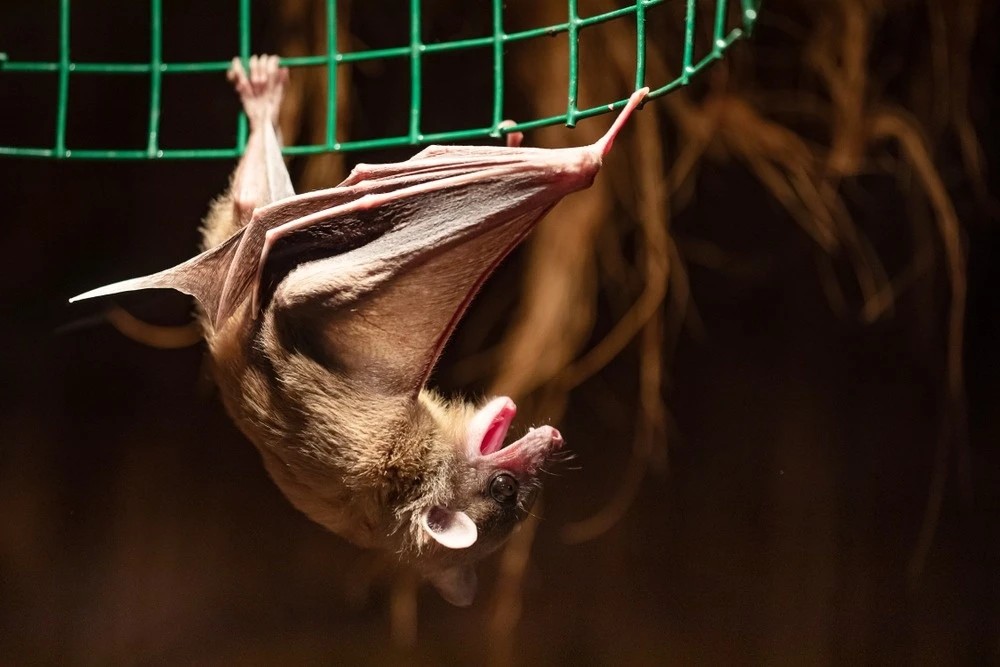 Loài virus gây tỷ lệ mất mạng đến 80% lại bùng phát- Ảnh 3. Loài virus gây tỷ lệ mất mạng đến 80% lại bùng phát- Ảnh 3.