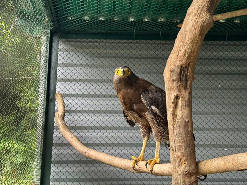 Thấy chim lạ bị thương đậu ở cột buồm ghe, người đ&agrave;n &ocirc;ng mang về chăm s&oacute;c - ho&aacute; ra l&agrave; lo&agrave;i qu&yacute; hiếm- Ảnh 2.