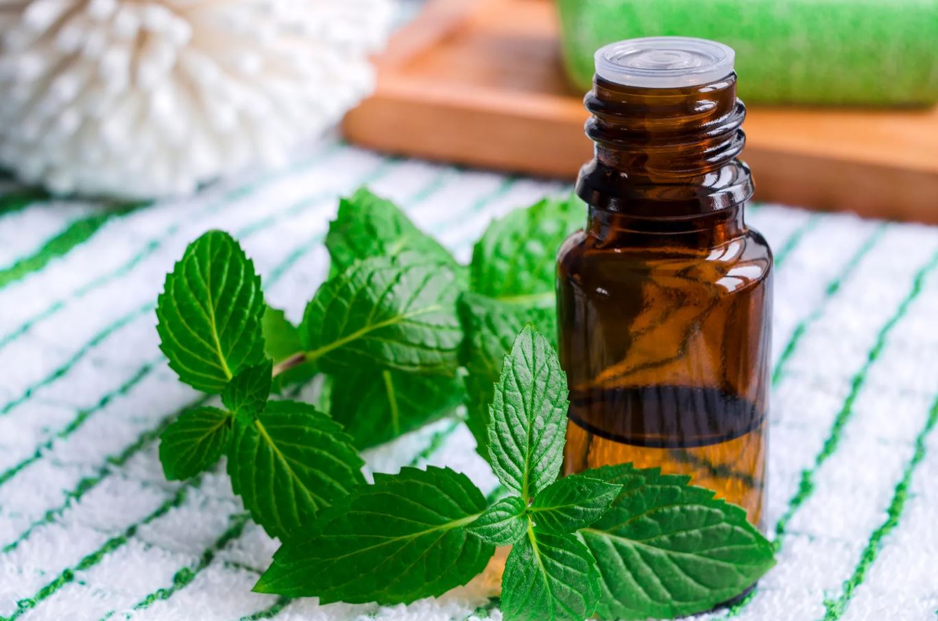 8 Mùi Chuột Cực Ghét, Ngửi Thấy Là Né Xa- Ảnh 2.