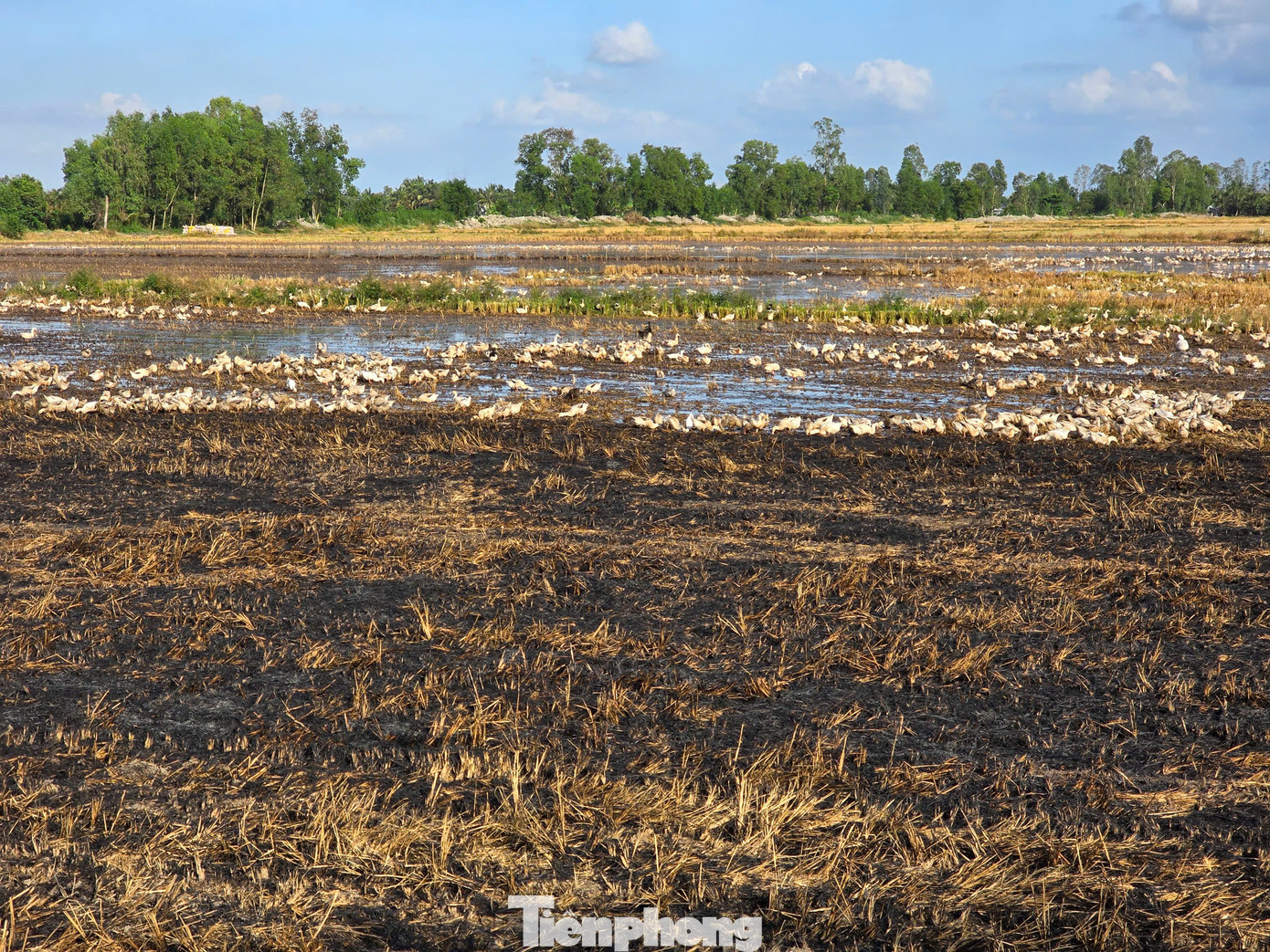 Sản xuất lúa phát thải thấp: Không đốt rơm, rạ gây ô nhiễm- Ảnh 1.
