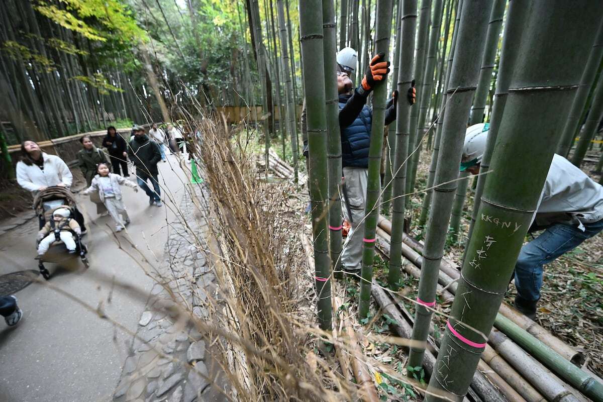 Du khách khắc bậy chi chít vào rừng tre biểu tượng, Nhật Bản đưa ra quyết định sốc- Ảnh 2.