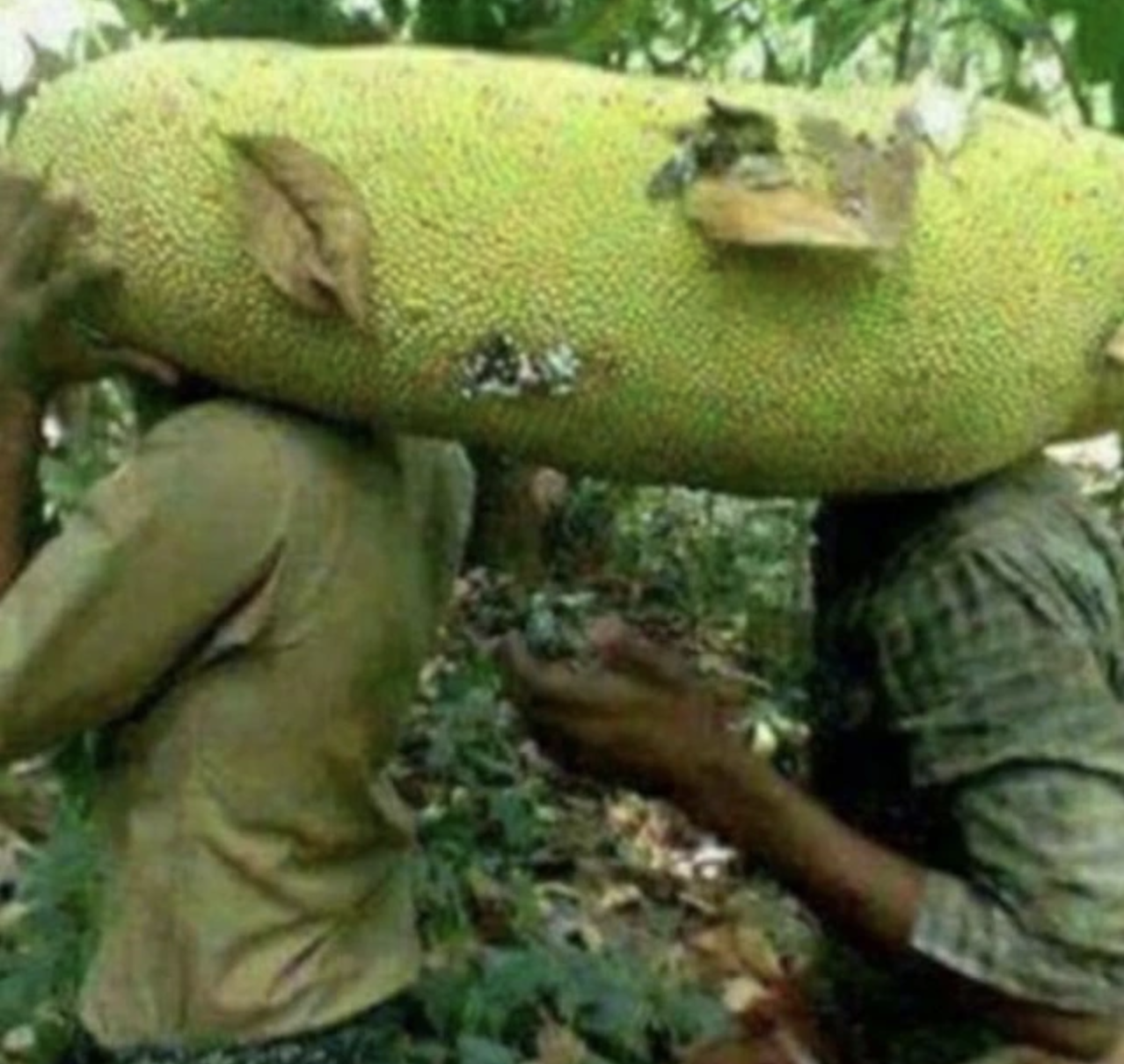 Quả mít to ngang 1 người lớn gây choáng MXH: Tưởng của hiếm, hoá ra đã trồng đầy ở Việt Nam- Ảnh 3. Quả mít to ngang 1 người lớn gây choáng MXH: Tưởng của hiếm, hoá ra đã trồng đầy ở Việt Nam- Ảnh 3.