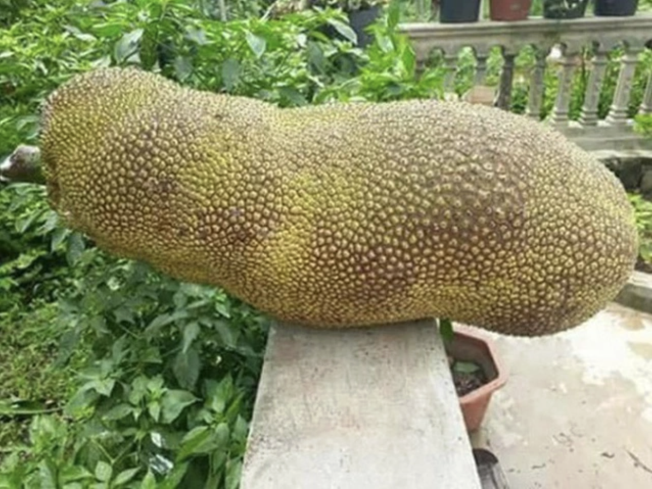 Quả mít to ngang 1 người lớn gây choáng MXH: Tưởng của hiếm, hoá ra đã trồng đầy ở Việt Nam- Ảnh 2. Quả mít to ngang 1 người lớn gây choáng MXH: Tưởng của hiếm, hoá ra đã trồng đầy ở Việt Nam- Ảnh 2.