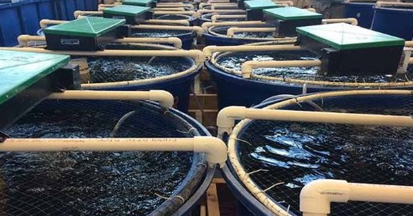 Vượt Mỹ, TQ chi hơn 1 tỷ USD mua sản vật dưới nước của VN: Nước ta có công nghệ chế biến dẫn đầu thế giới